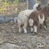 ۳عدد بره|حیوانات مزرعه|ملکشاهی, |دیوار