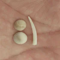 فروش یک جفت  مهره  جذب|بدلیجات|مرودشت, شهرک مهدیه|دیوار
