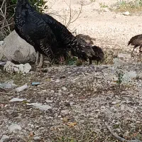 بوقلمون برنز انگلیس