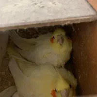 جفت عروس لوتینو خال زرد روی تخم|پرنده|ساری, |دیوار