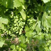 غوره انگور کندوری