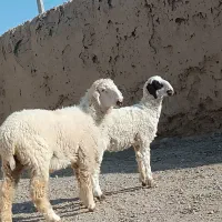 دوکابرپاکستانی و بره نر پلواری|حیوانات مزرعه|زابل, |دیوار