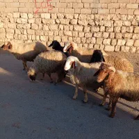 ۸ راس بره نر سبک