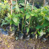 نهال آووکادو فورته و زوتانو