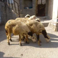 شیش،عدد بره نر بیهوش