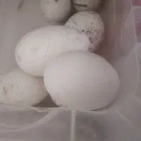 تخم نطفه دار غاز اکراینی