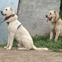 سگ خراسانی