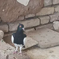 یهودی نر
