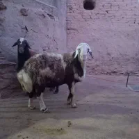 قوچفرشی|حیوانات مزرعه|قره چای, |دیوار