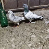 کبوتر