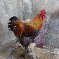 خوروس نژاد برهما  تازه بالغ سالم سر حال