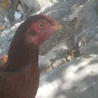 مرغ|حیوانات مزرعه|ایرانشهر, |دیوار