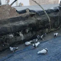 کبوتر ساده طوقی ۲۹عدد|پرنده|مشهد, ادیب نیشابوری (شهرک غرب)|دیوار