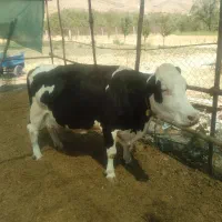 فروش گاو شیری سیمینتال|حیوانات مزرعه|اردل, |دیوار