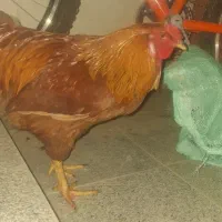 خروس چل تاج زیبا و جوان
