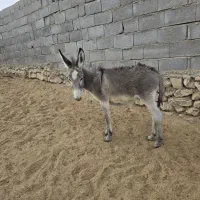 دو راس کره خر نر