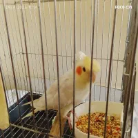 پرنده|پرنده|تهران, شوش (باغ آذری)|دیوار