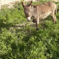 کره الاغ ماده.