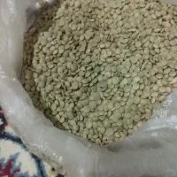 عدس درجه 1 مغان|عمدهفروشی|بیله سوار, |دیوار