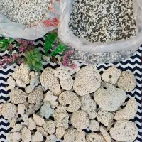 سنگ مرجانی ماسه گیاه