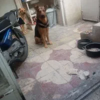 یک سگ ژرمن جوان نر