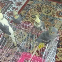 پرنده