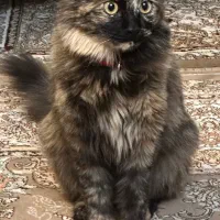 گمشده  گربه خانگی