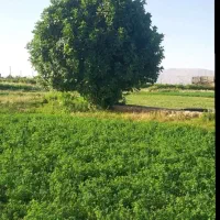 نیسان بار