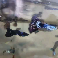 ماهی گوپی مولد نژاد اصلاحی تایگر و بلک|ماهی|مشهد, بهارستان|دیوار