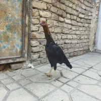 مرغ لاری|حیوانات مزرعه|قرچک, داوود آباد|دیوار