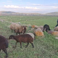 گوسفند قرل سرحال