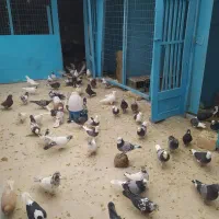 کبوتر شازده و کاشانی هستند|پرنده|پیر بکران, |دیوار