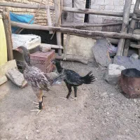 بوقلمون وجوجه لاری|حیوانات مزرعه|تربت‌حیدریه, کوی شهید احمدزاده ملکی|دیوار