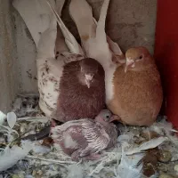 کبوتر|پرنده|مراغه, |دیوار