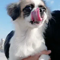 پیکنوا ماده ۳ساله آموزش دیده بی سروصدا سایزریز