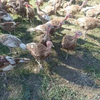 فروش قلی محلی