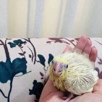 جوجه عروس هلندی سرلاکی|پرنده|رشت, شهریاران|دیوار