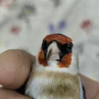 نر چونه سفید گردن کلفت