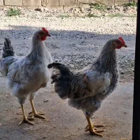 دوعدد خروس محلی