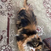 گربه پرشین|گربه|ورامین, ورامین|دیوار