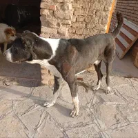 سگ فروشی. سن یکسال نیم هست|سگ|زیرکوه, |دیوار