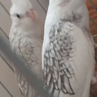 عروس هلندی جوجه