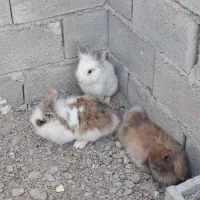 خرگوش لپ هلندی|موش و خرگوش|اقلید, |دیوار