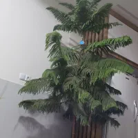 گل مطبق|گل و گیاه طبیعی|سامان, |دیوار