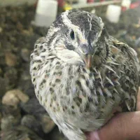 فروش بلدرچین ژاپنی یکروزه ومولد تخمگذار|حیوانات مزرعه|شریف‌آباد, |دیوار