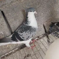 کبوتر رنگی چادری ساده