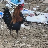 مرغ خروس
