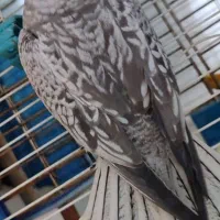 عروس هلندی مولد|پرنده|ماکو, |دیوار