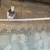 کبوتر زاغ و طوقی|پرنده|زیباشهر, |دیوار