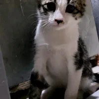 بچه گربه